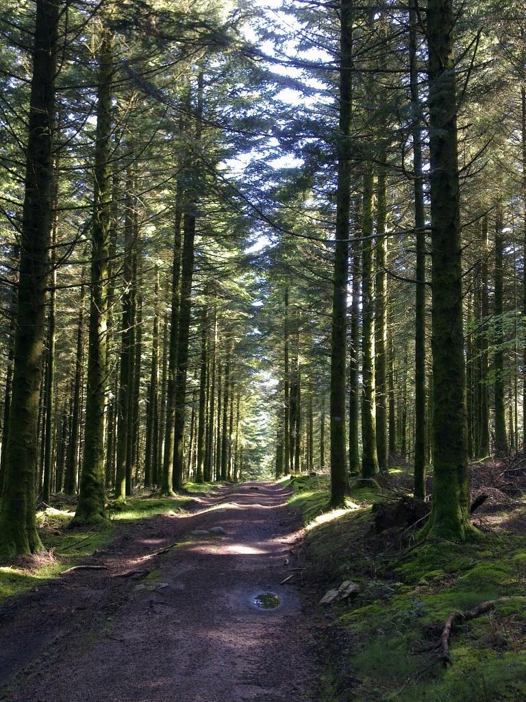 Vezelay - le Puy : Forêt du Morvan